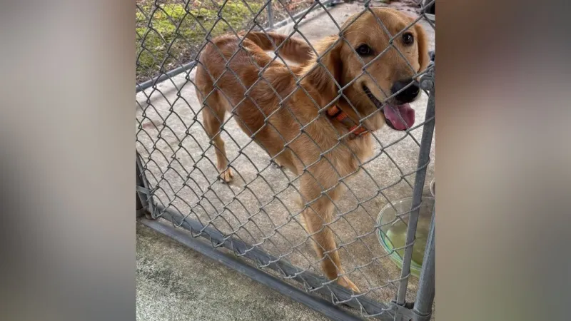 Coos County animal shelter, Bandon police halt animal intake amid resource shortage