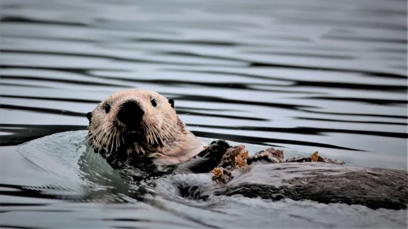 Elakha Alliance, Oregon Coast Aquarium join Seattle groups to study Oregon seafloor for sea otter reintroduction