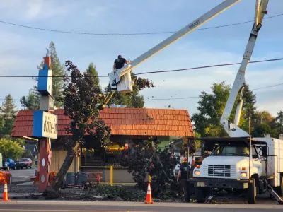 ICONIC ROSEBURG TREE REMOVED AFTER WEDNESDAY NIGHT VEHICLE CRASH