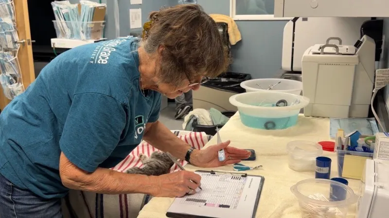 Saving Grace Humane Society to host low-cost microchip and vaccine clinic in Sutherlin