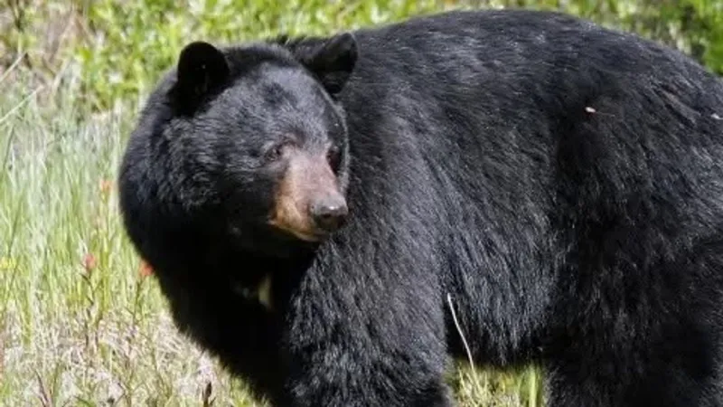 Bear charges fishermen at Sandy River Park, police close park for safety