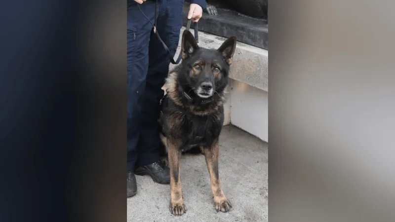 Portland Police Bureau mourns loss of K-9 Kylo in line-of-duty death