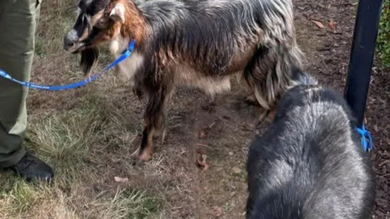 Bahhhd or Bored? Deputies say driver abandons two goats in Boring, goats rescued