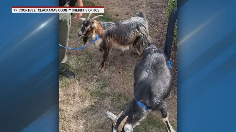 Abandoned goats rescued in Boring