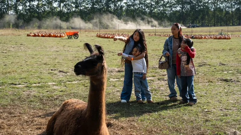Oregon families flock to pumpkin patches as fall officially begins