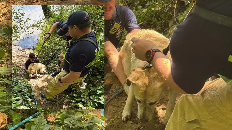 Firefighters rescue dog who slipped leash, landed below Willamette River embankment