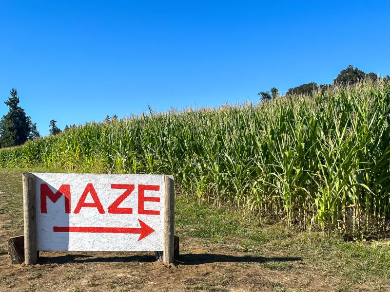 The Mercury's 2026 Sauvie Island Corn Maze Reviews