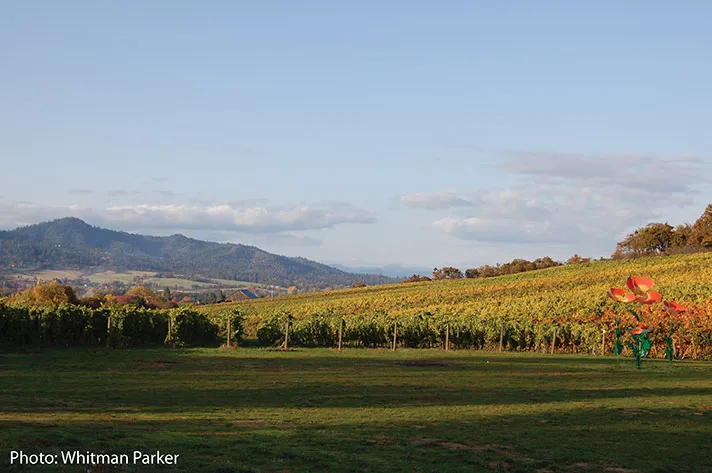 FALL SEASON IN AMERICA'S #1 WINE REGION -- by Graham Farran
