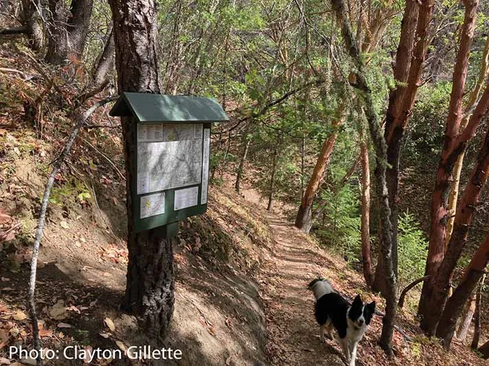 THE NOSE KNOWS! -- by Clayton Gillette