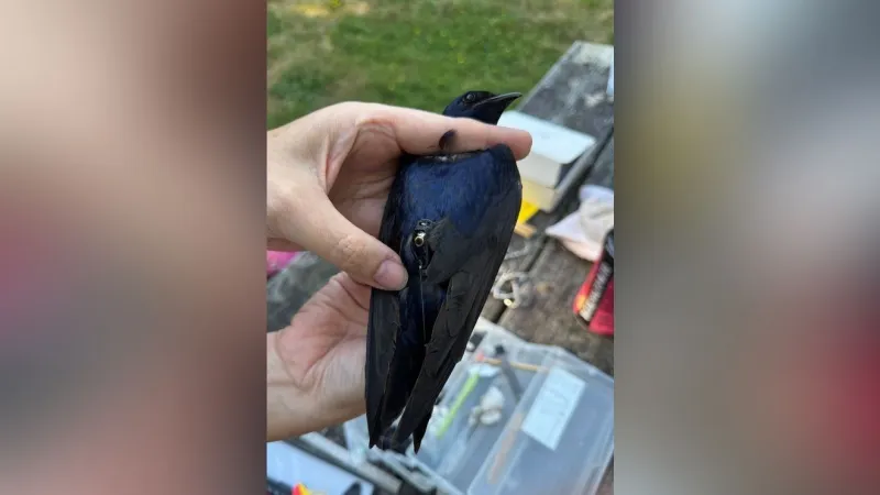 Tagged birds with new tech allow Oregon researchers to track their journey to Mexico