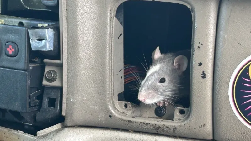 Over 100 pet rats found in two Eugene vehicles, including a tarp-covered Saturn