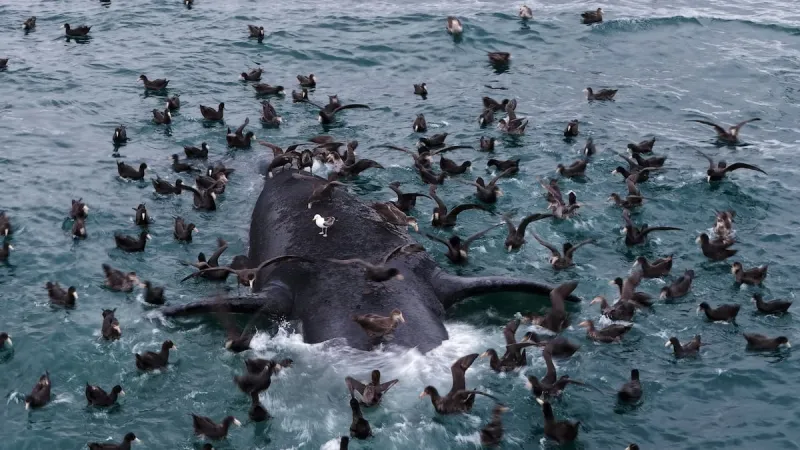 Scientists search for answers as baby whales wash up dead in Argentina