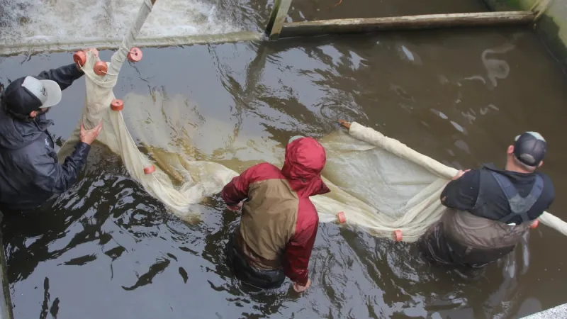 How the Coquille Indian Tribe is working to restore Chinook and protect its traditions in Southern Oregon