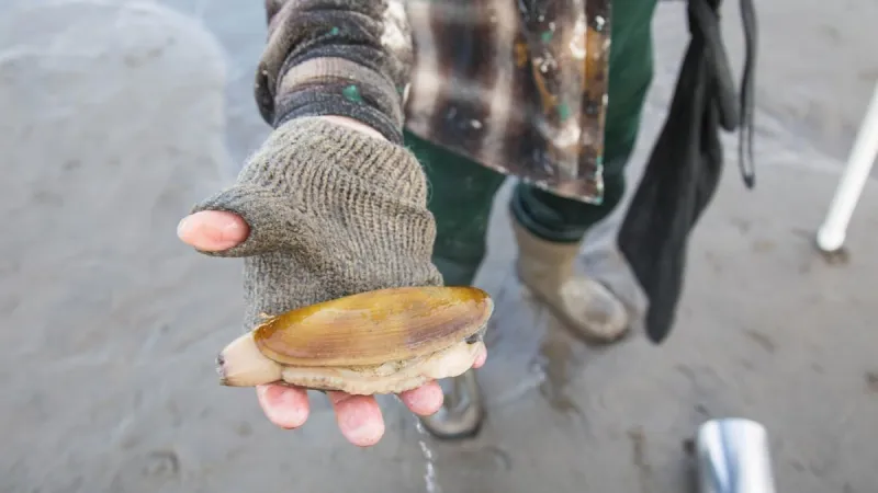 Razor clam harvesting closed coastwide in Oregon due to high domoic acid levels