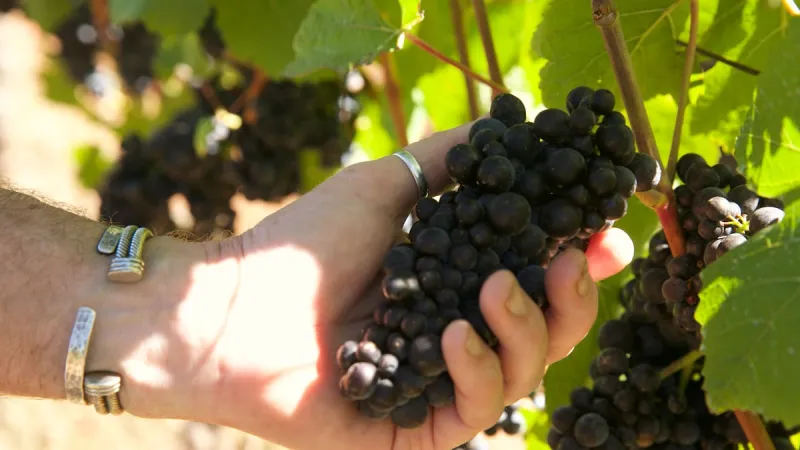 Oregon's grape harvest is in full swing, but wine sales have been dropping