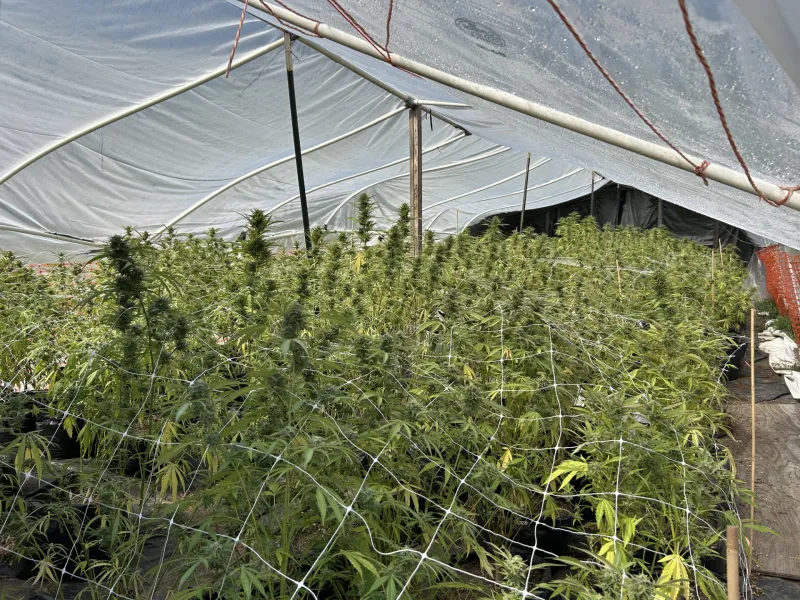 DINT ARRESTS MAN MONDAY AFTER MARIJUANA GROW OPERATION LOCATED IN AUGUST