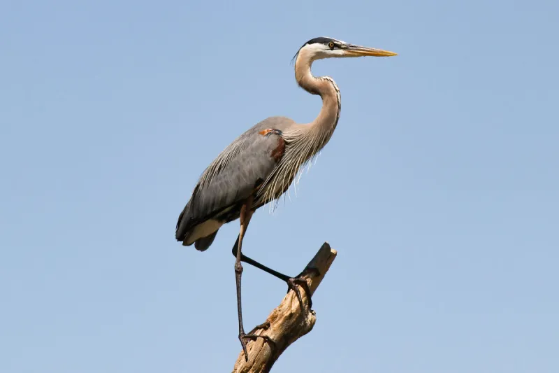 Getting to Know the Great Blue Heron, Portland's Official City Bird