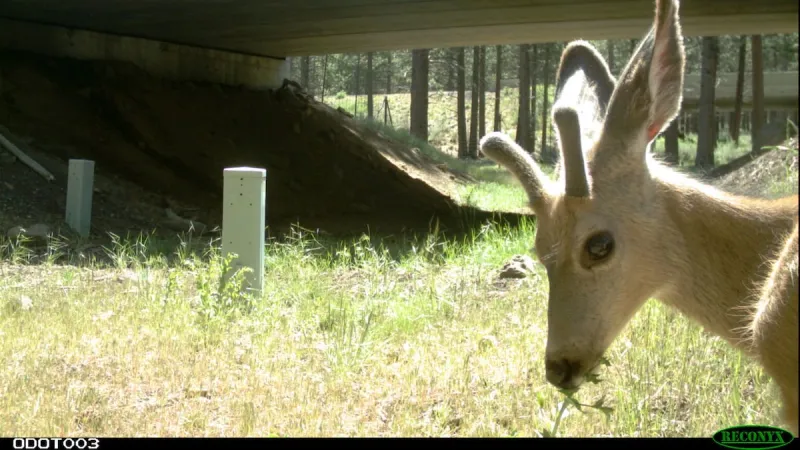 Nonprofit recruits volunteers to help track wildlife impacted by Oregon's roads