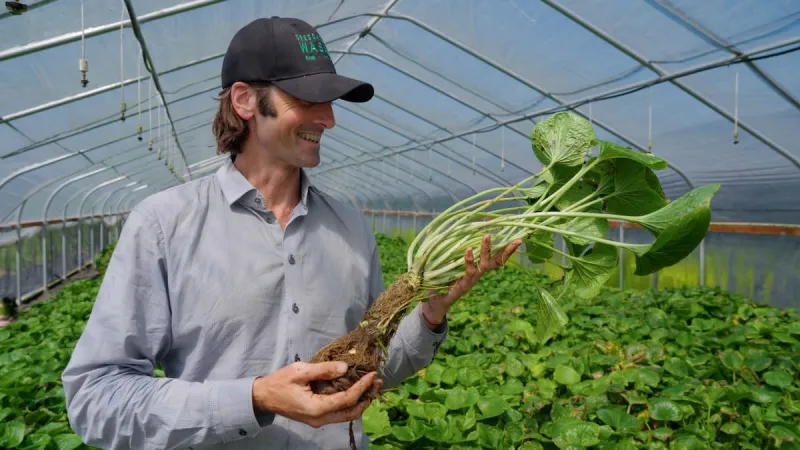 Your wasabi is probably fake. Oregon growers hope to change that