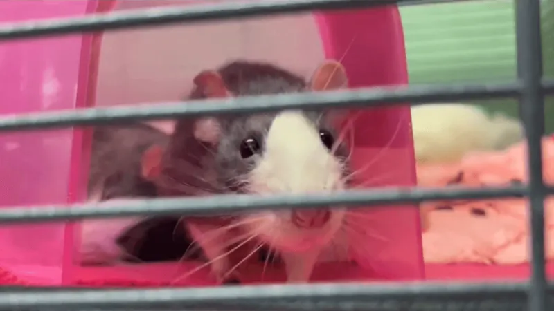 Greenhill Humane Society seeks adopters as rat intake nears 200 after Eugene rescue