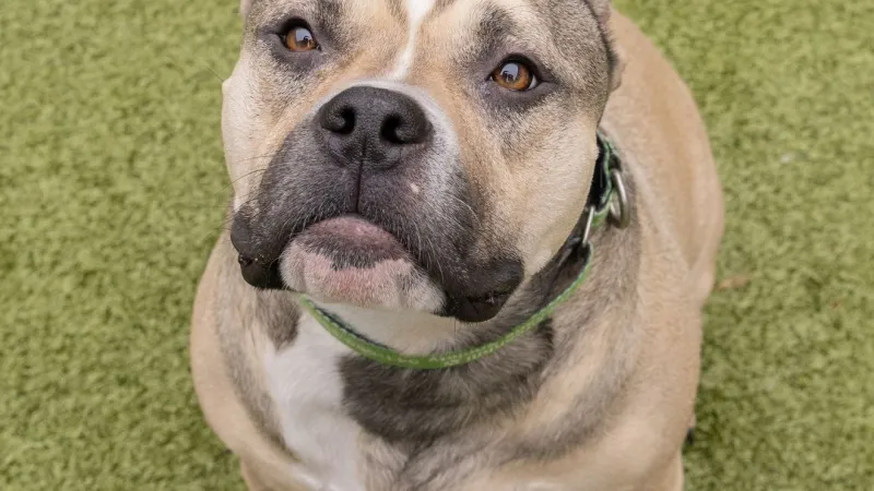 VOTE: Do you think your local animal shelter is supported adequately?