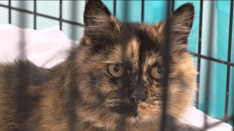 Friends of Coos County Animals seeks foster homes as animal intake needs grow