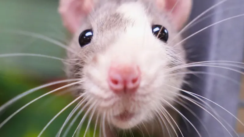 Greenhill now caring for 170 rats after rescue from tarp-covered cars in Eugene