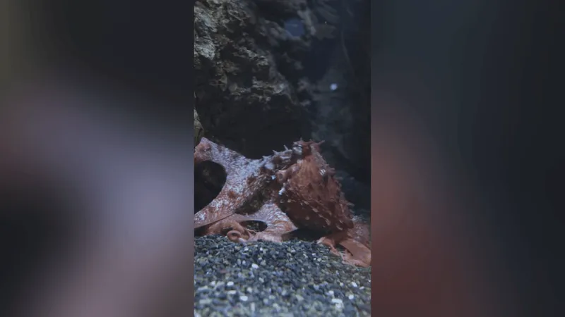 Oregon Coast Aquarium debuts octopus named for buzzy book series