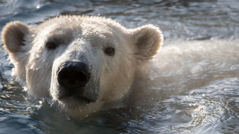 Oregon Zoo alum Nora the polar bear shows promising signs of pregnancy