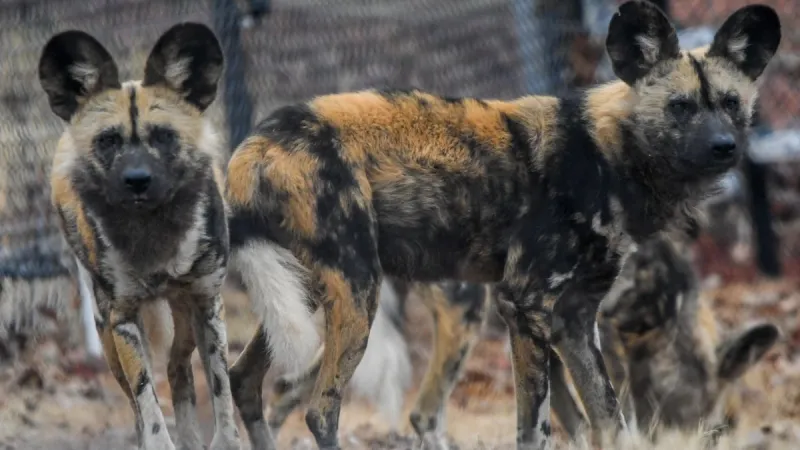 Wildlife Safari in Winston denied accreditation by Association of Zoos & Aquariums