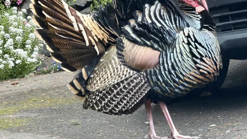 Tracking Oregon's wildlife, one roadside sighting at a time