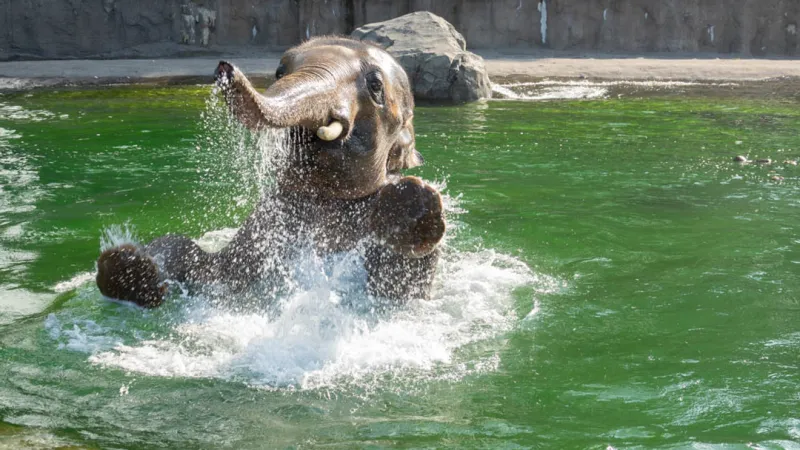 Oregon Zoo elephant Samudra packs his trunk for move to St. Louis next spring