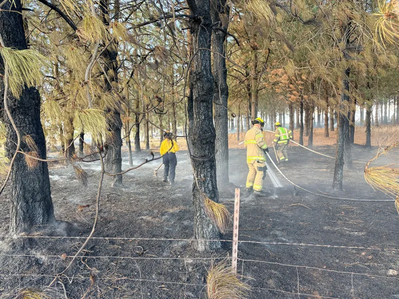 Unattended burn pile spreads to grove of trees