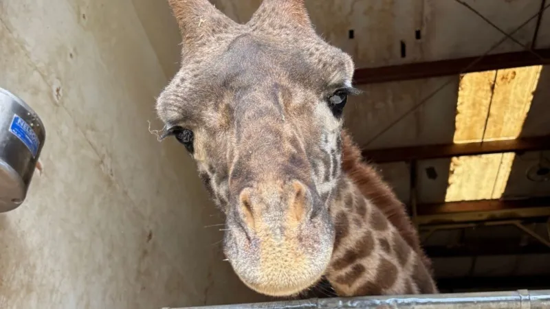 Park officials say Wildlife Safari remains open as AZA reinstatement process moves ahead