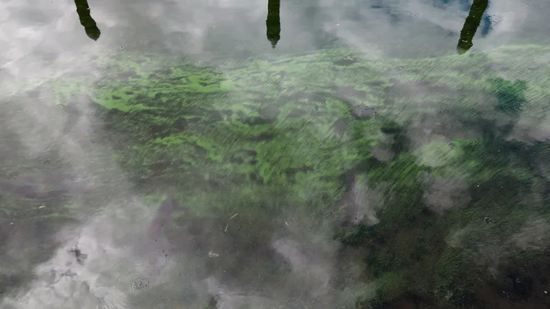 Algal blooms are happening more often in Oregon and around the West