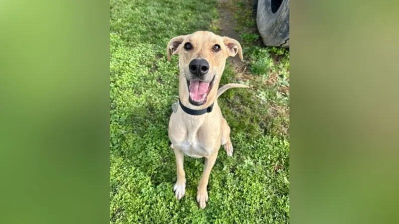 Saving Grace Humane Society to host final fee-waived adoption event for ASPCA campaign