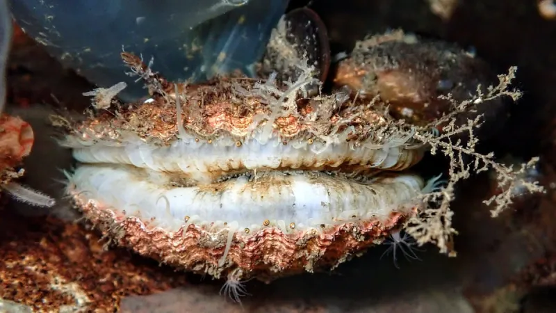 Docktober invites folks to join citizen scientists in peeking under docks