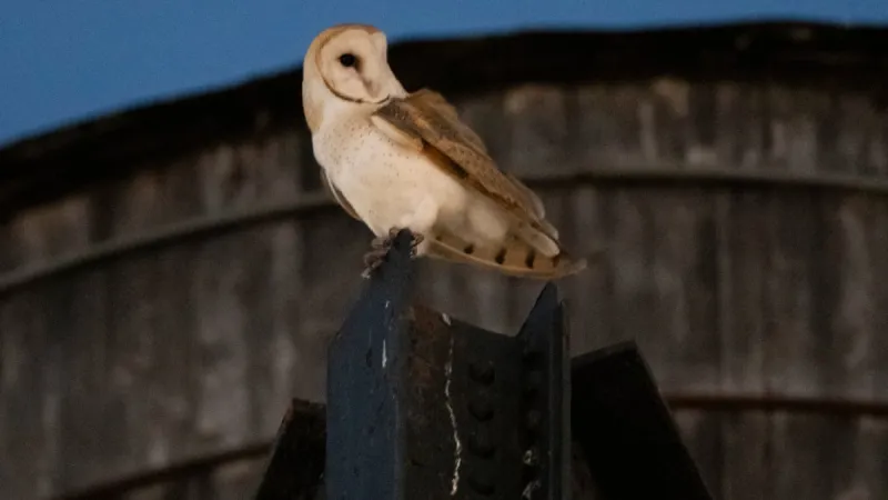A rare family of barn owls moved into Manhattan's Upper West Side. New Yorkers are captivated