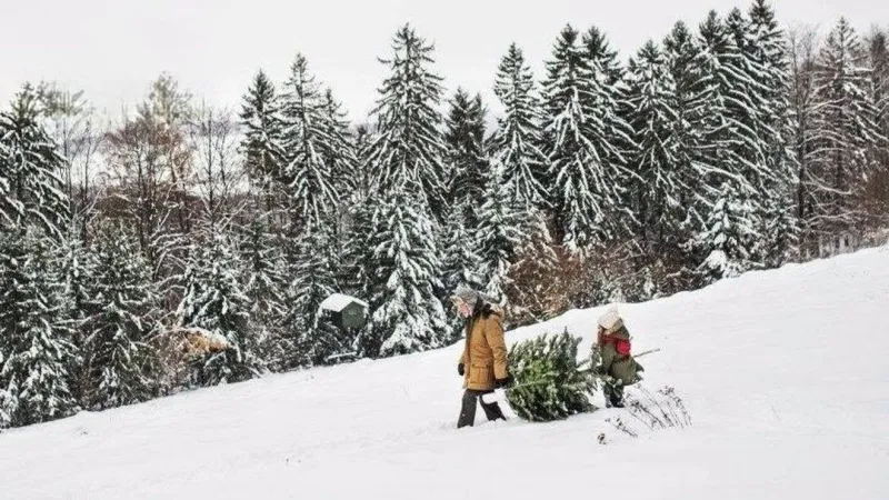 Free Umpqua National Forest tree permits available online ahead of Oct. 19 kickoff