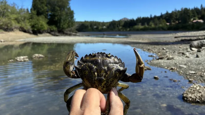 2 million invasive green crabs captured along Washington shorelines
