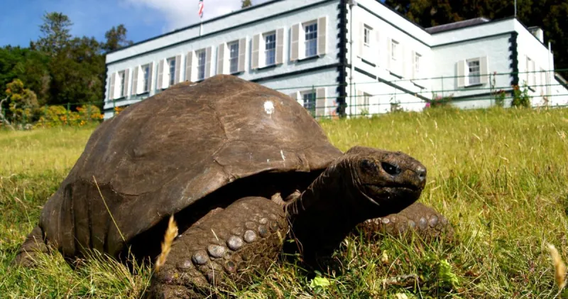 A 194-year-old tortoise, world's oldest land animal, may hold clues to longer life