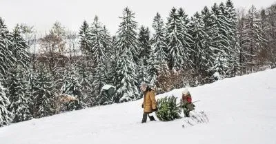 FREE CHRISTMAS TREE PERMITS ON THE UMPQUA NATIONAL FOREST
