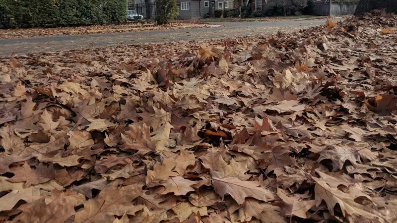 Annual leaf collections return in Eugene, Springfield and Lane County to curb flooding