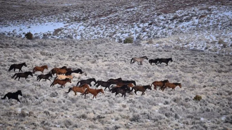 Wild horse rescue begins after Bald Mountain Fire in southeast Oregon