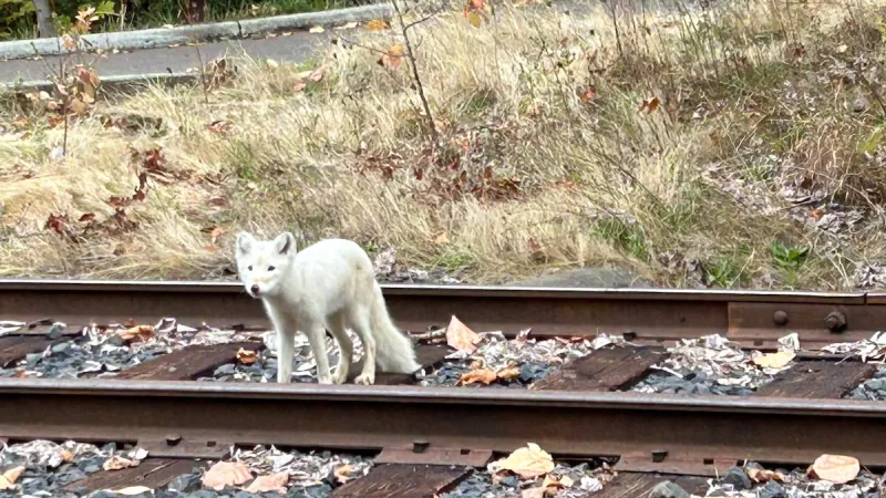 Luna the arctic fox is making friends and fans in Wisconsin, 2 years after being found in Portland