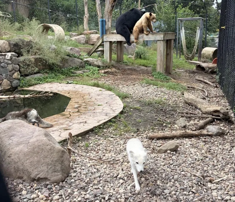 Good Morning, News: Americans Are Divided on Empathy, Oregonians Dislike Tom Dundon, and an Update on Arctic Fox Luna