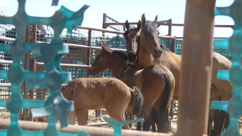 Judge limits wild horse capture in southeastern Oregon