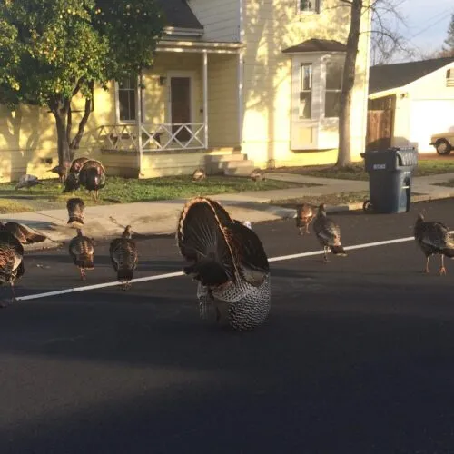 Wildlife finds home in city