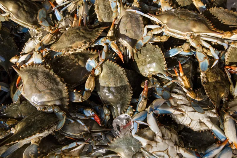 Chesapeake Bay blue crab populations indicate healthier watershed
