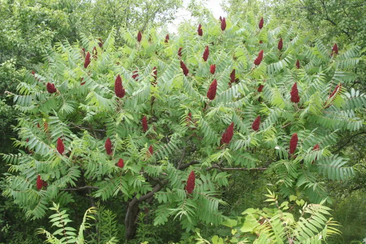 Sumac trees are late bloomers